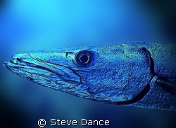 Metallic Barracuda. Edited in photoshop. Blurring the bac... by Steve Dance 